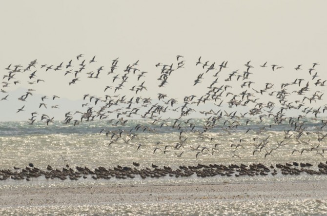 Crab-Plovers 제공